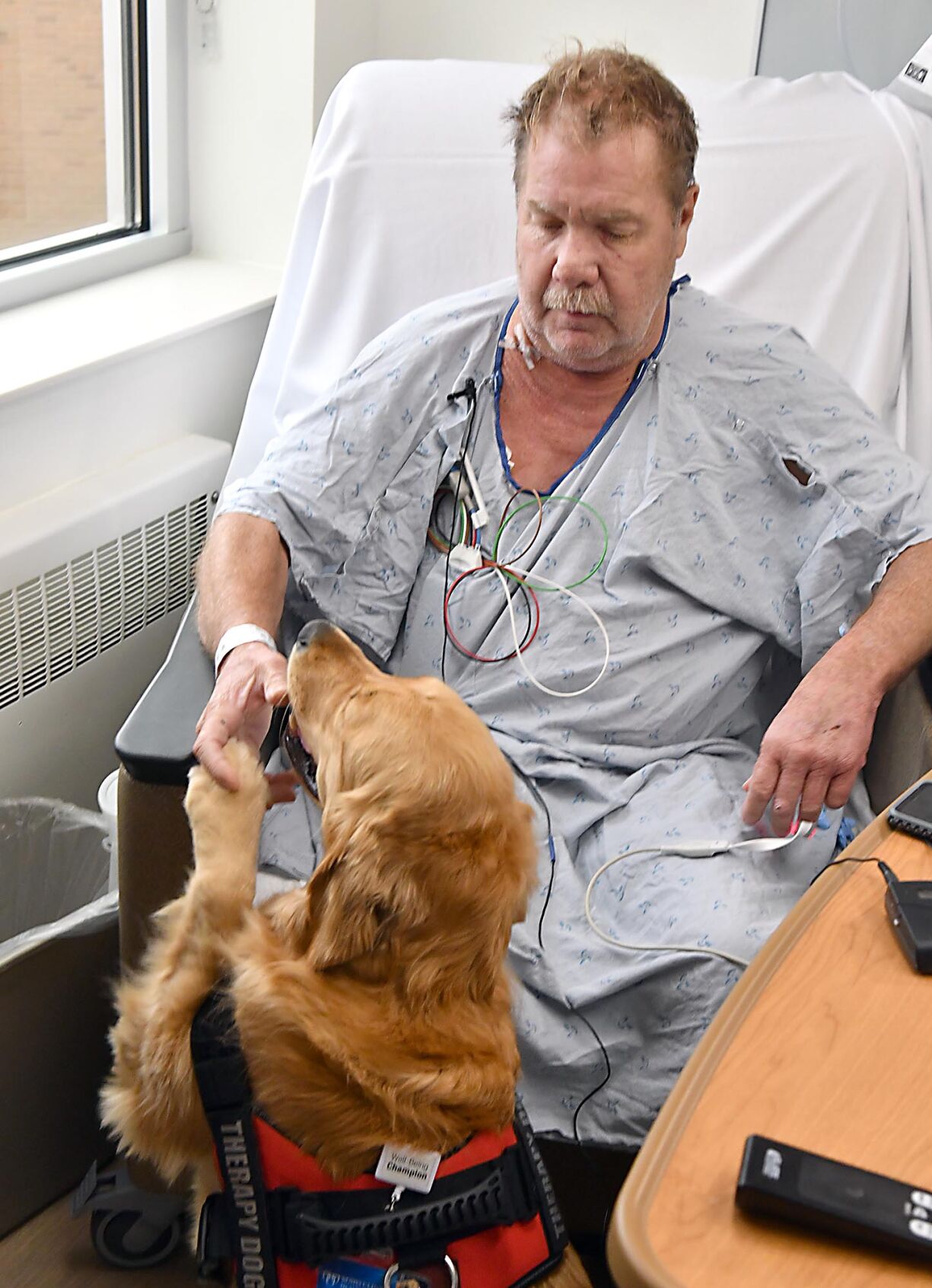 Hospital therapy dog 5